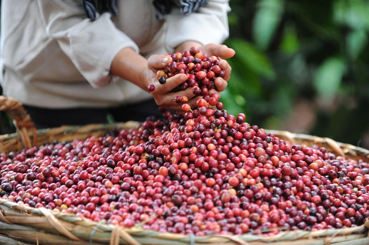 Nescafé Espresso Oploskoffie - 6 Doosjes à 25 Zakjes - Afbeelding 3