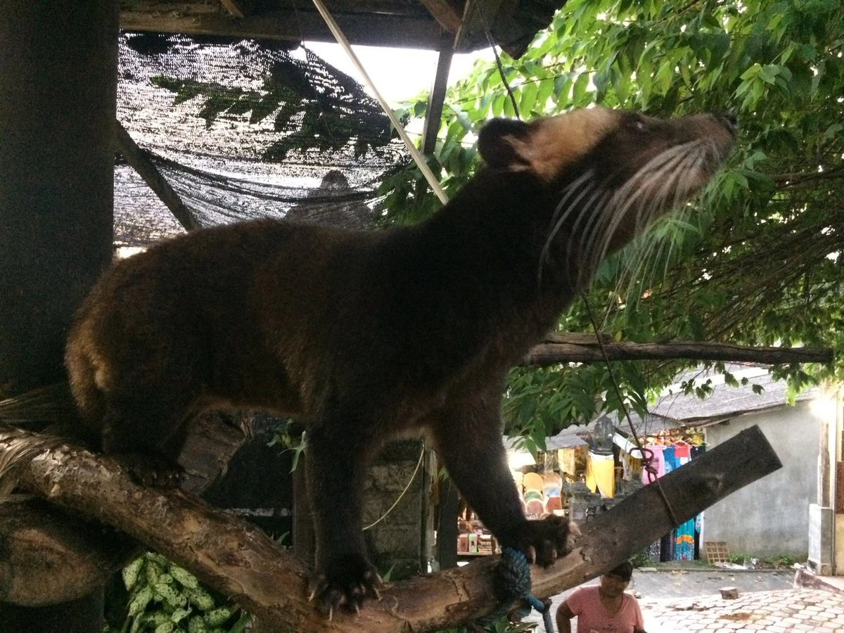 Kopi Luwak Koffie. 35 Gram Ongemalen Bonen. Direct Trade. Single Origin. The Original By Rich.Exclusive. - Afbeelding 6