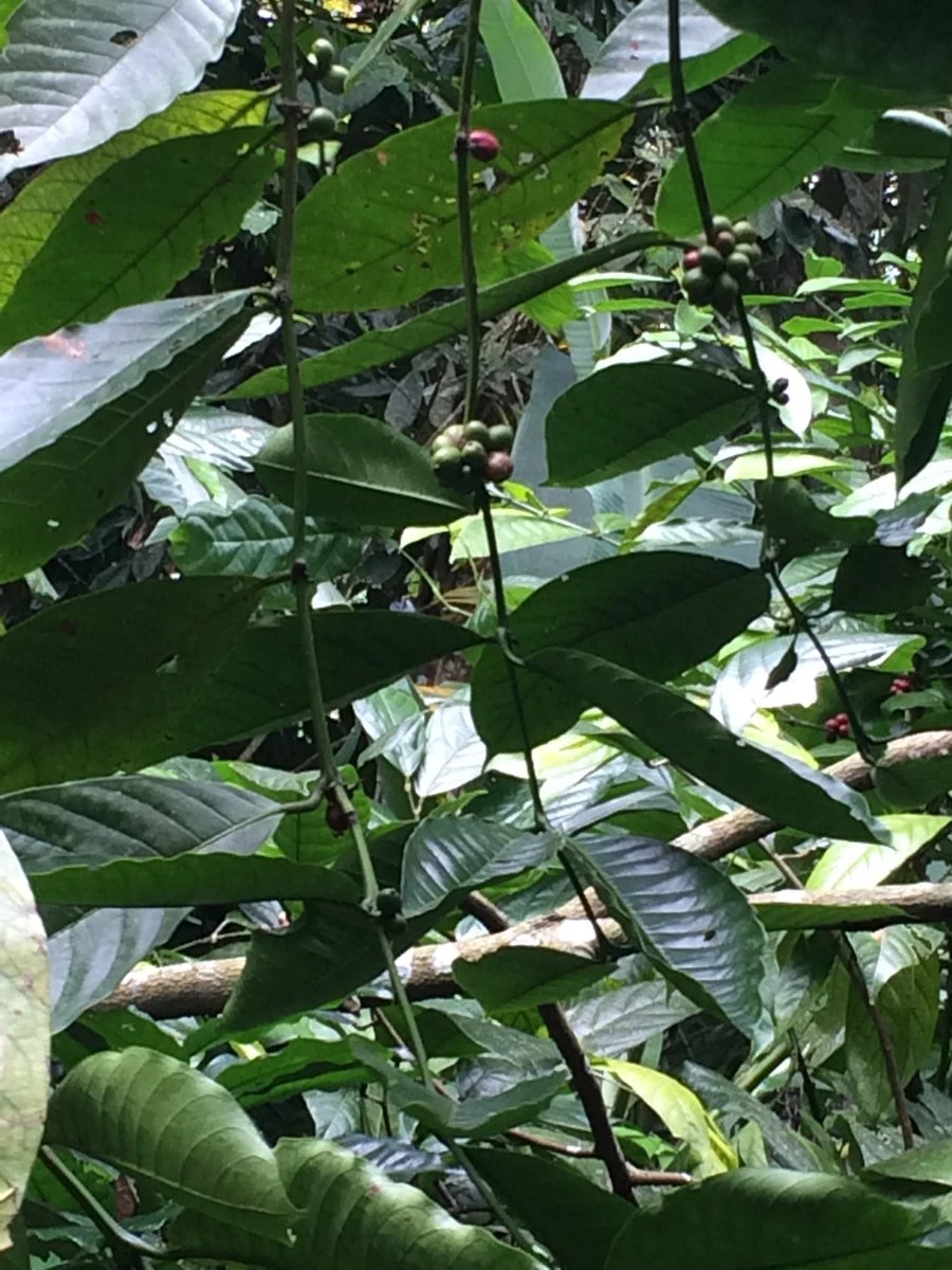 Kopi Luwak Koffie. 35 Gram Ongemalen Bonen. Direct Trade. Single Origin. The Original By Rich.Exclusive. - Afbeelding 5